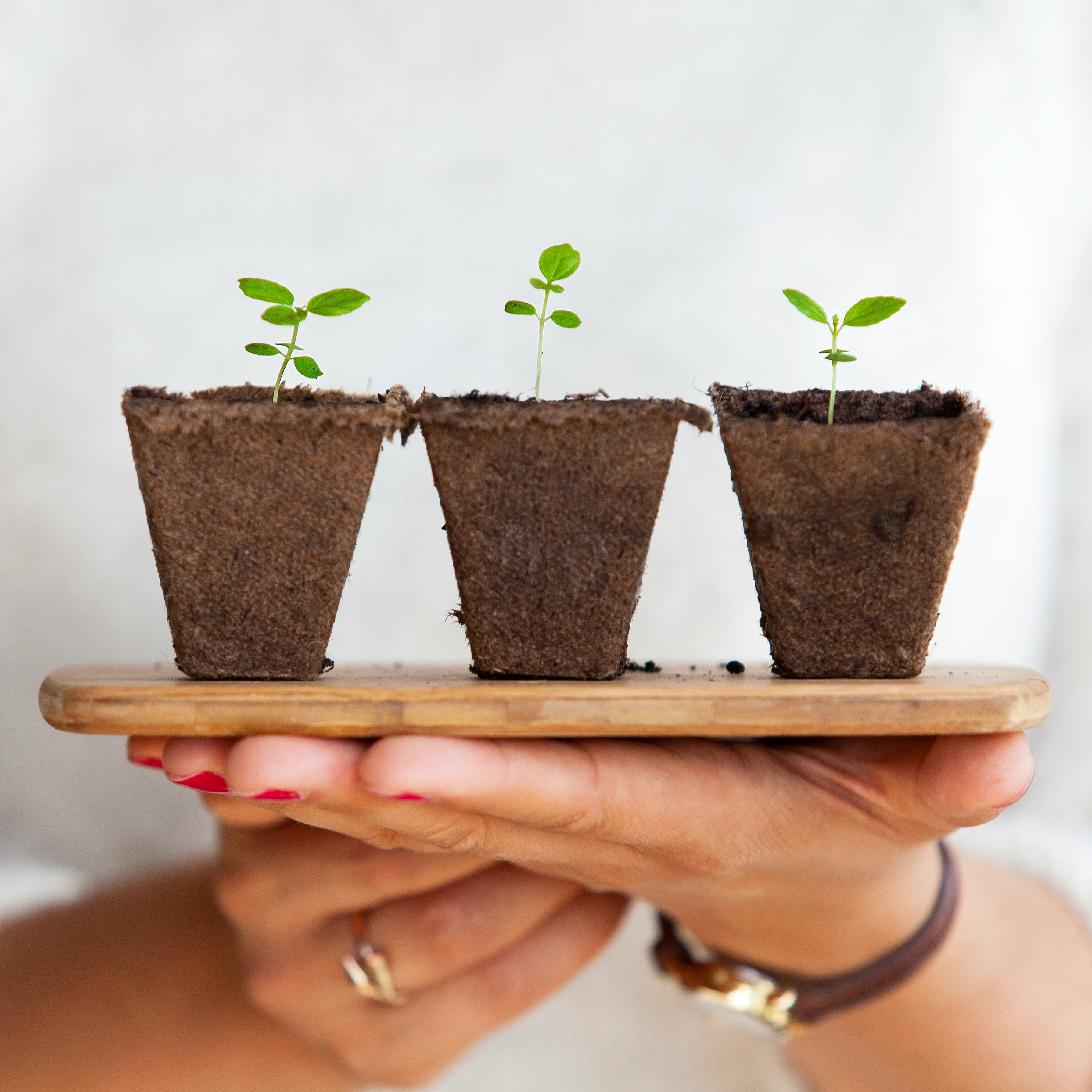 Three small sprouts