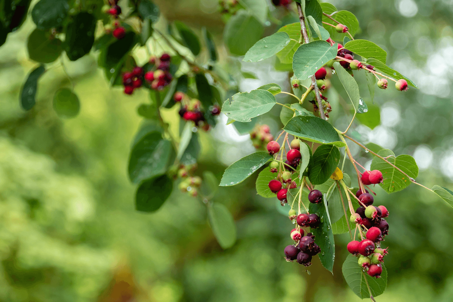 Image of eldeberries