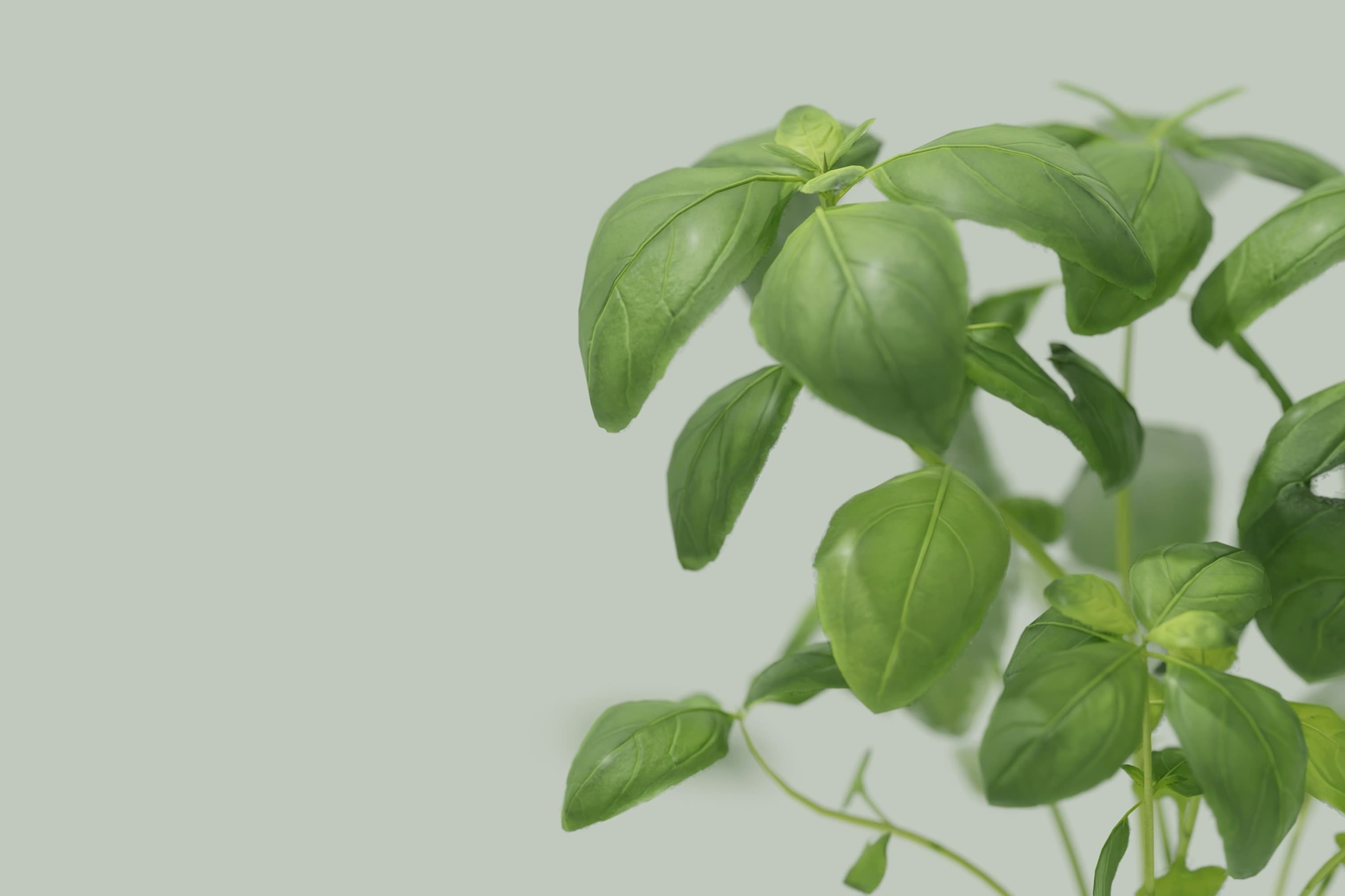 Image of a green plant against a light sage green wall